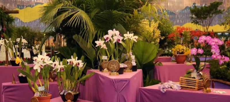 Baile das Flores Neon